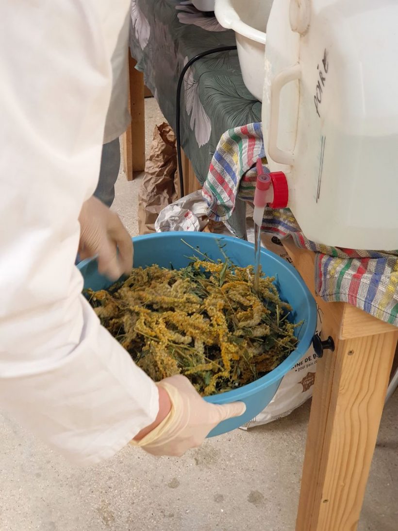 trempage des plantes - atelier teinture teinture végétale